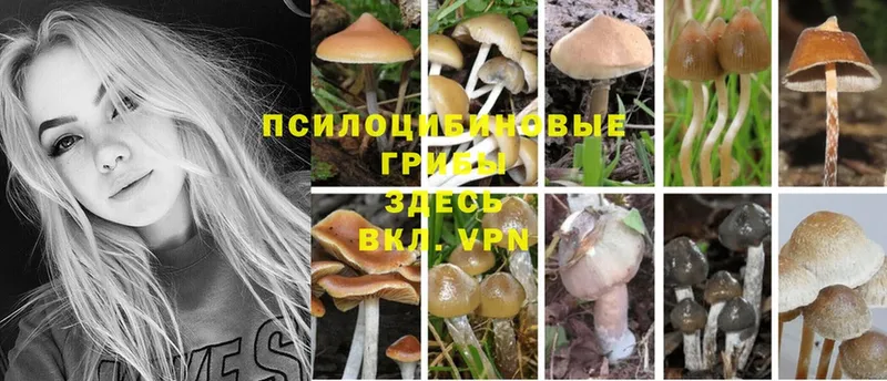 Галлюциногенные грибы Cubensis  Анадырь 